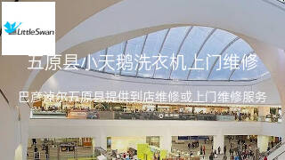 小天鹅
