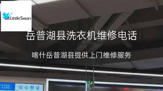 小天鹅
