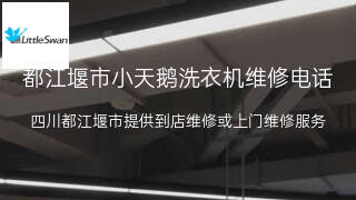 小天鹅